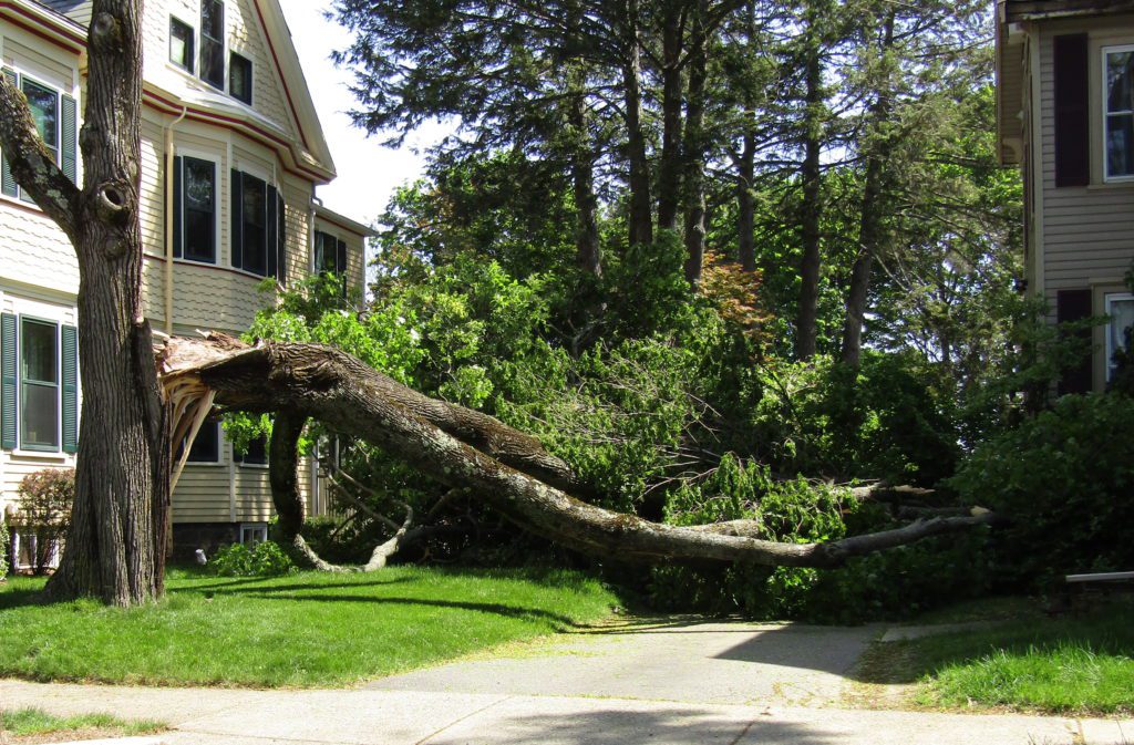 Pleasant Street Tree Falls Mark
