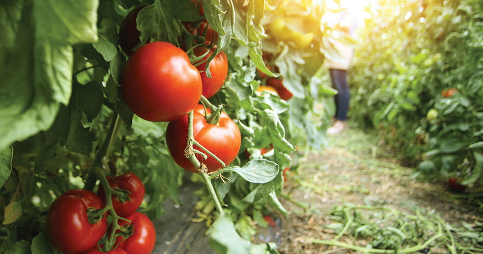 Register for free tomato plants by May 14