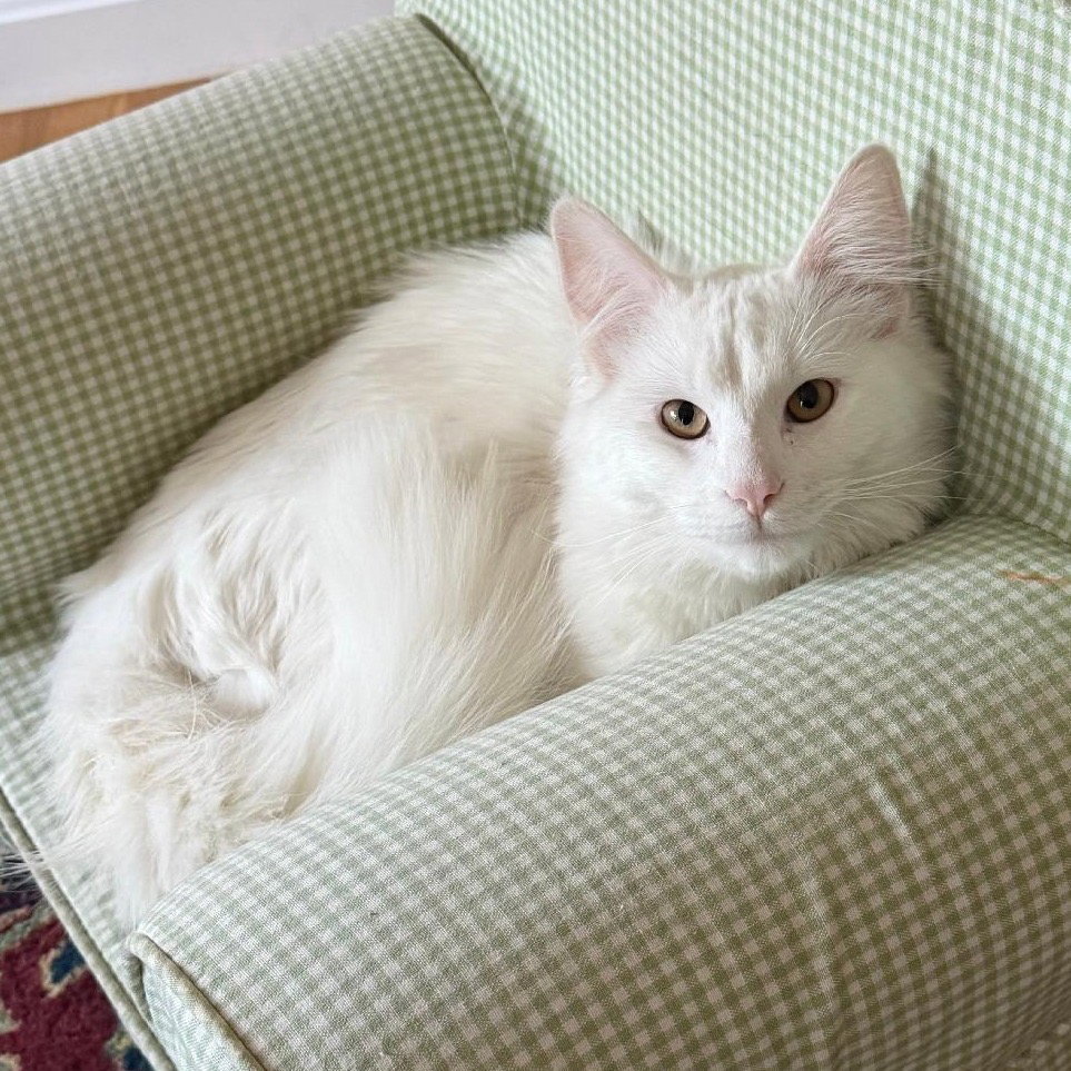 PAWS