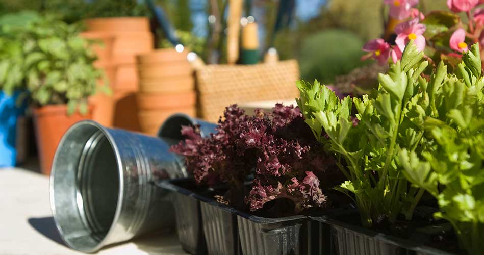 Friends of NRCOA container gardening May 11