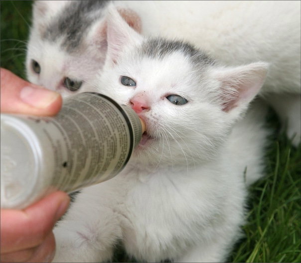 ‘Kitten Season’ brings renewed need  for PAWS donations