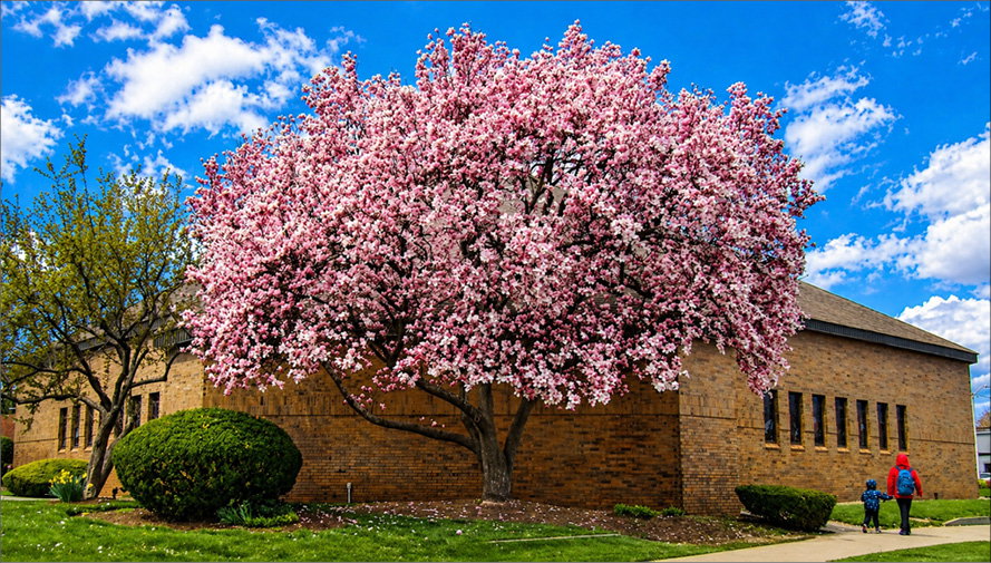 Pretty in pink